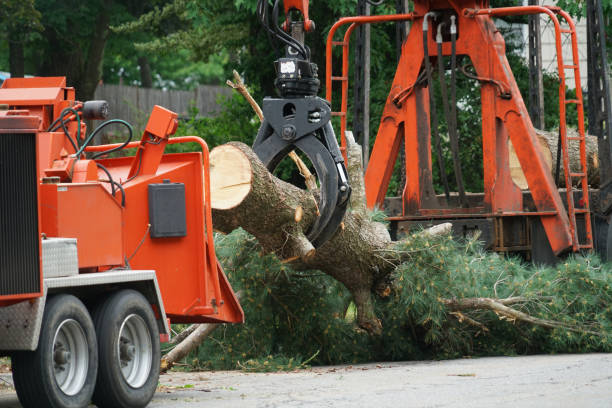 Professional Tree Service in Santa Teresa, NM